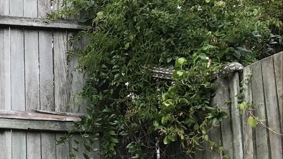  The plants growing over the fence are actually hiding the sinister snake