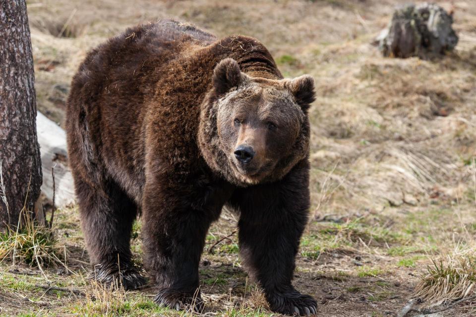 Leroy Sane is also quicker than the surprisingly fleet of foot brown bear