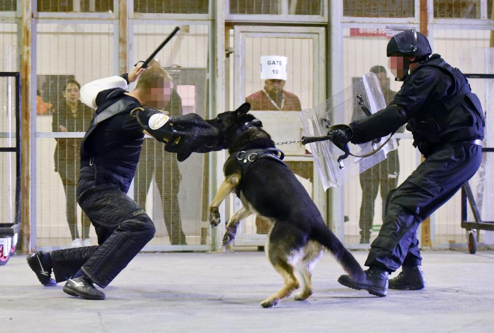  There is only one winner as German shepherd Merlin’s jaws lock around the instructor's arm