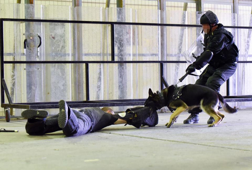  The instructor is hauled across the floor by German shepherd Merlin