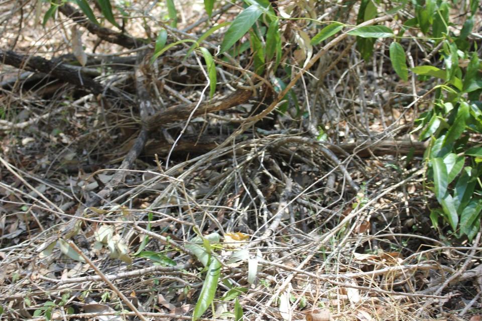  You'd never guess it, but there's a deadly snake lurking somewhere in this photo