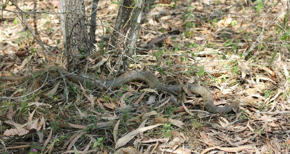  Once it gets on the move the deadly species of snake is much easier to spot