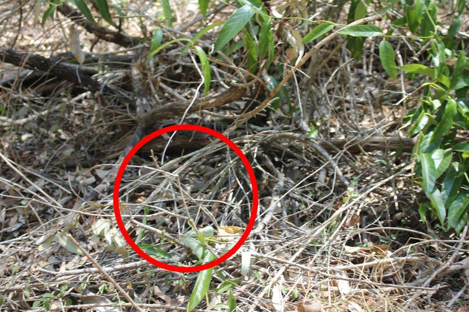  The critter's brown body can just about be seen beneath the twigs in the centre of the snap