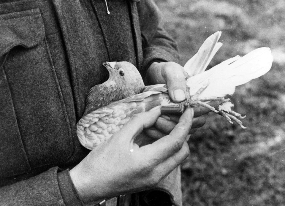  A handler places vital message into the canister on WW1 hero carrier's leg before its fatal flight