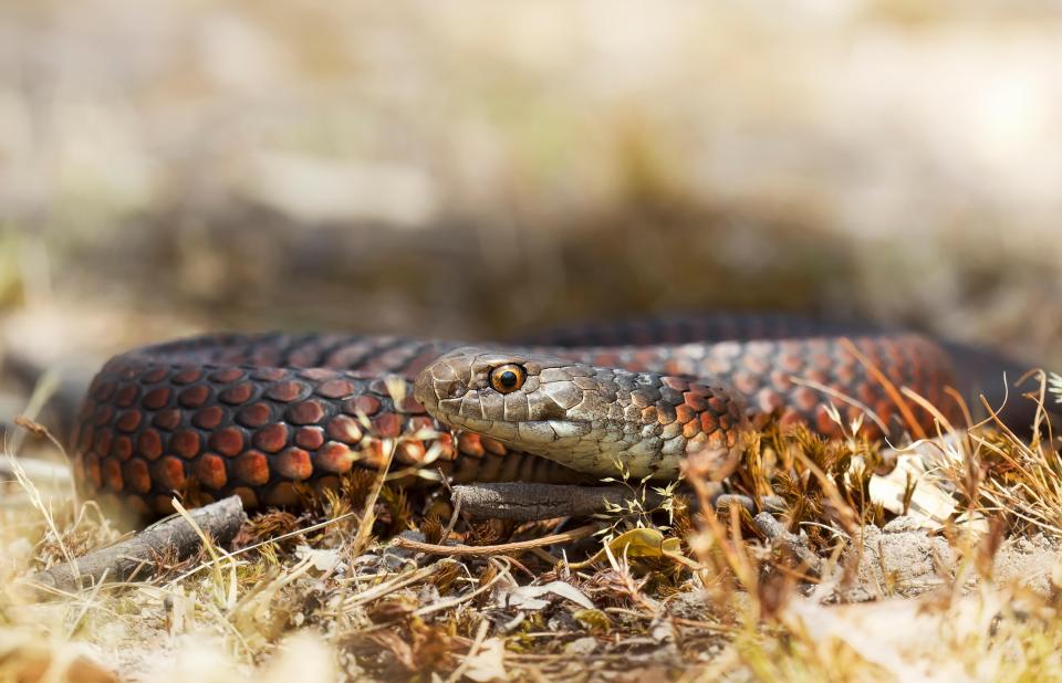  The lowland copperhead snake has a deadly venomous bite and can be between 1-1.5m long