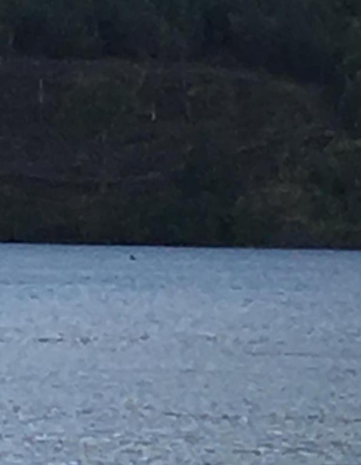  Gary Campbell of the Official Loch Ness Monster Sightings Register said it was a 'good' glimpse of Nessie