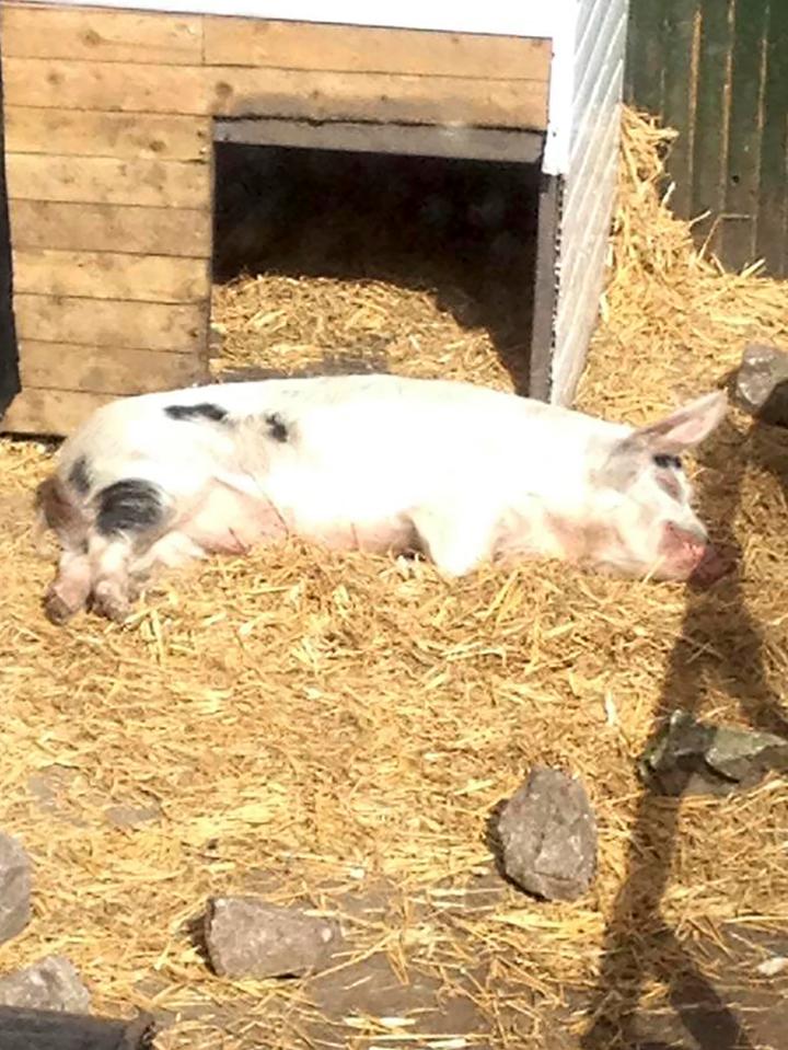  Hammy the pig who allegedly attacked Marie Yates - although its 'huge tusks' are hard to spot