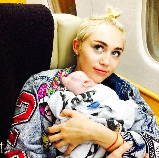  Miley Cyrus has cancelled upcoming tour plans to be at home with her pet pigs