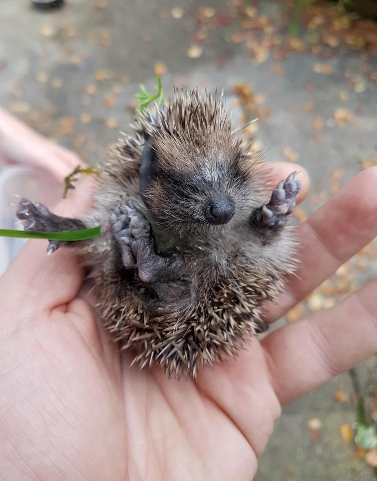  The hoglet has been renamed Conker after the incident