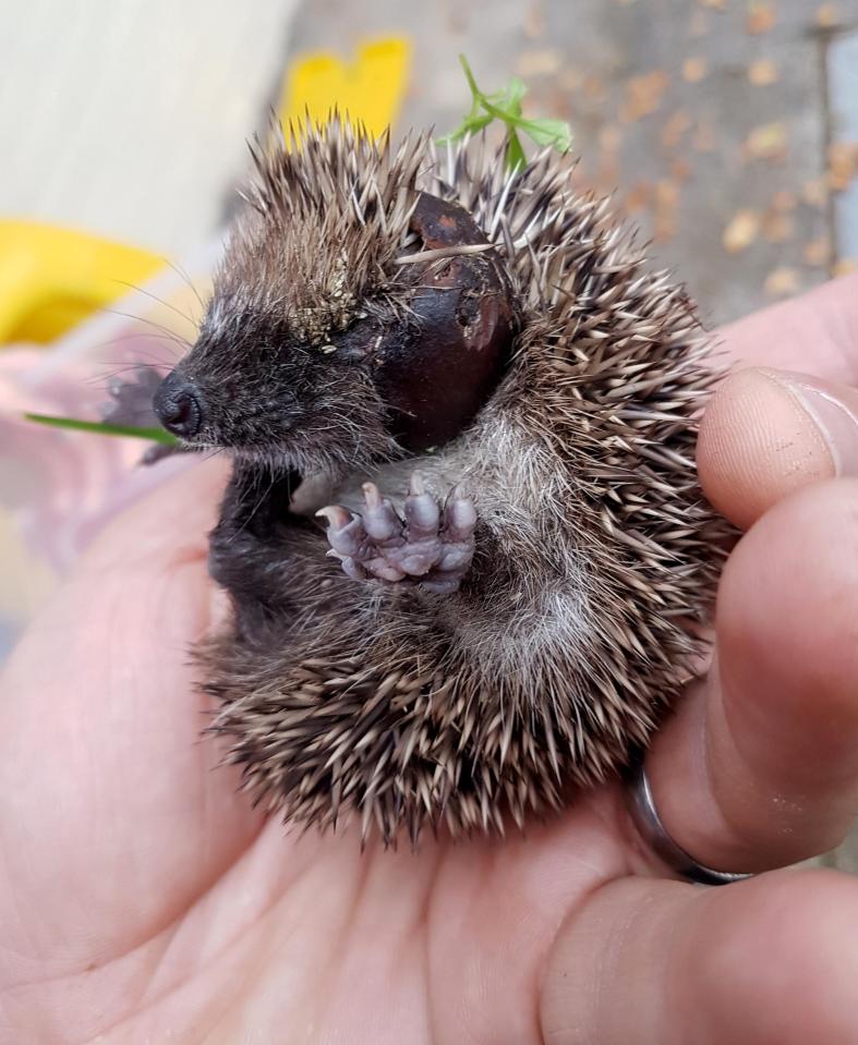  The hedgehog got it's head stuck in a conker