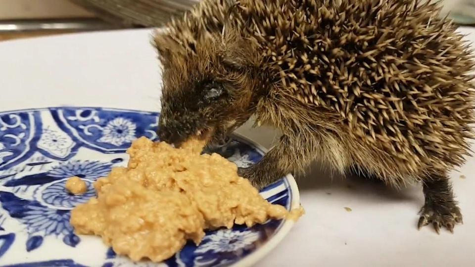  Conker is recovering in a hedgehog recuse centre