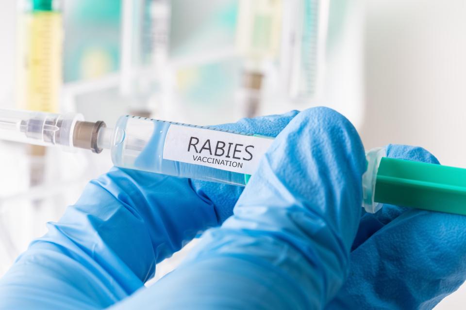  England are set to have rabies jabs as Russia is a 'high-risk' for the disease