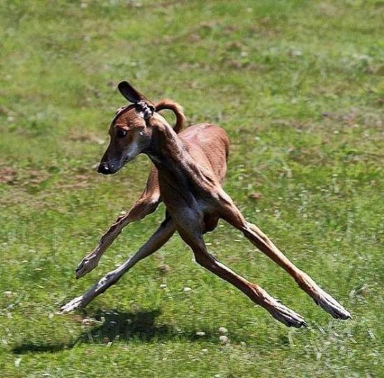  This greyhound would be great at Twister