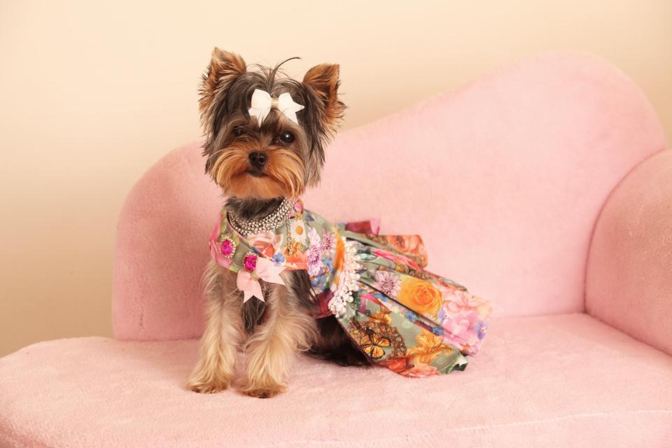  This posh pup is no dog's dinner - just another of Esme's designer outfits