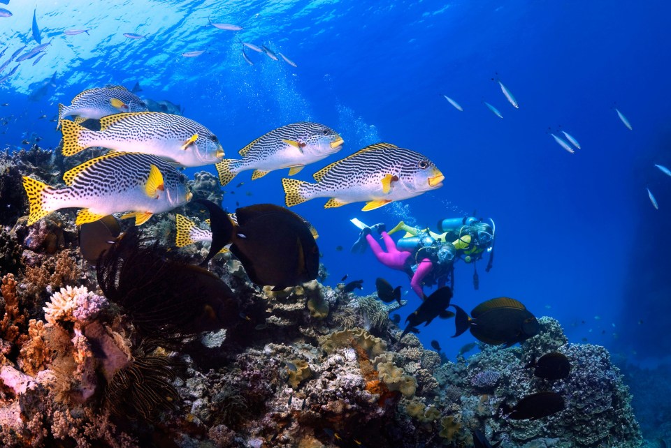 The Great Barrier Reef contains the world's largest collection of coral reefs.