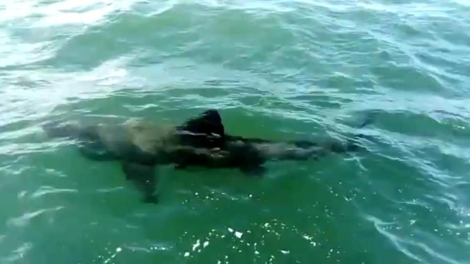  The beast is believed to be a basking shark, is a known seasonal visitor to Britain's west coast but seldom seen in its eastern waters