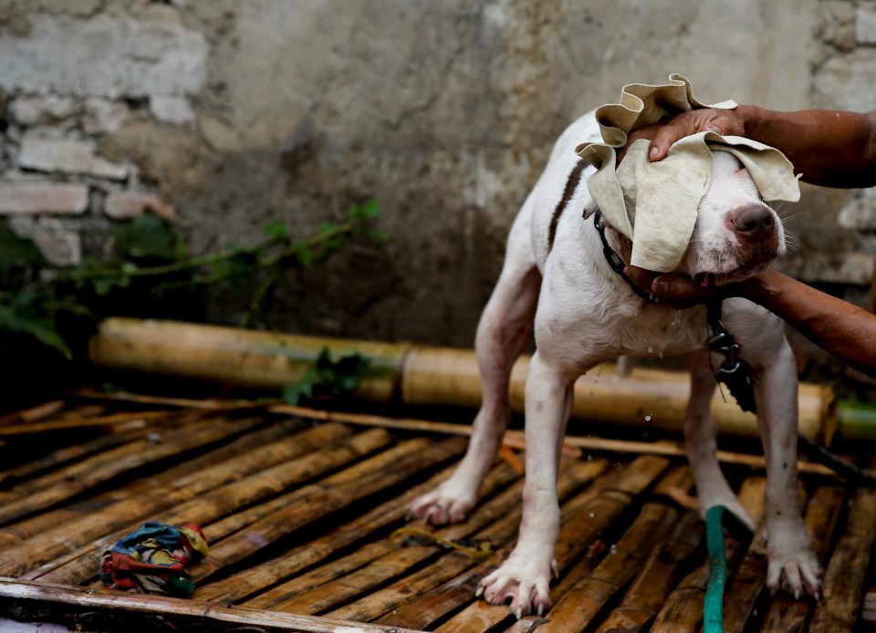 Describing how it is a valuable source of income to him and his family, Agus Badud said: ‘I take part in this contest to increase the selling price and economic value of my dogs’