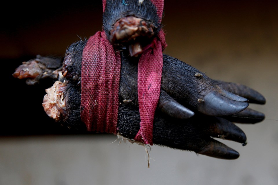 Winning trainers are handed a boar’s hoof as a grim reminder of their victory