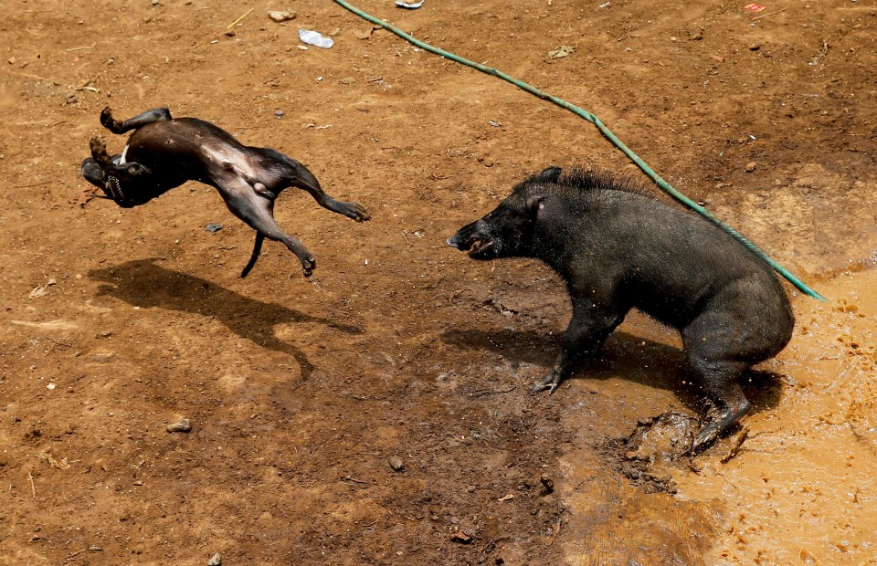 Wild boars and fighting dogs rip each other apart in the latest example of Asia’s grisly blood sport economy