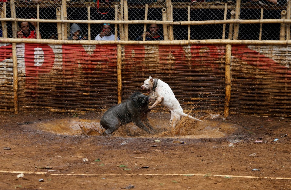 The wild boars that survive their ordeal are patched up and sent out to fight again, while those that succumb to their terrible injuries are sent away to the butcher and their meat sold