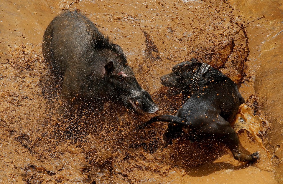 The animals are sent into the fighting pits to tear strips from each other – with winning dogs taking home as  much as £1,500