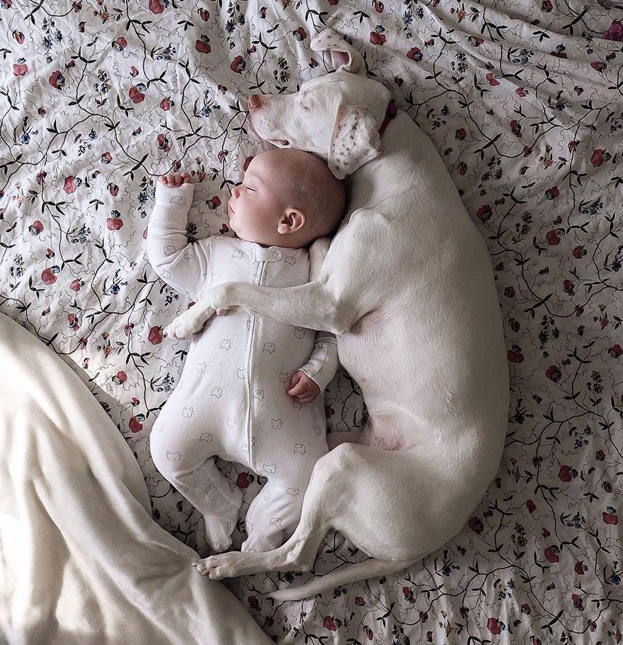  Rescue dog Nora and baby Archie, who have struck up an incredible bond