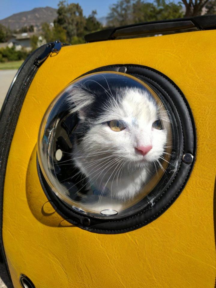  Cat owners have been uploading hilarious snaps of their cats in the backpack