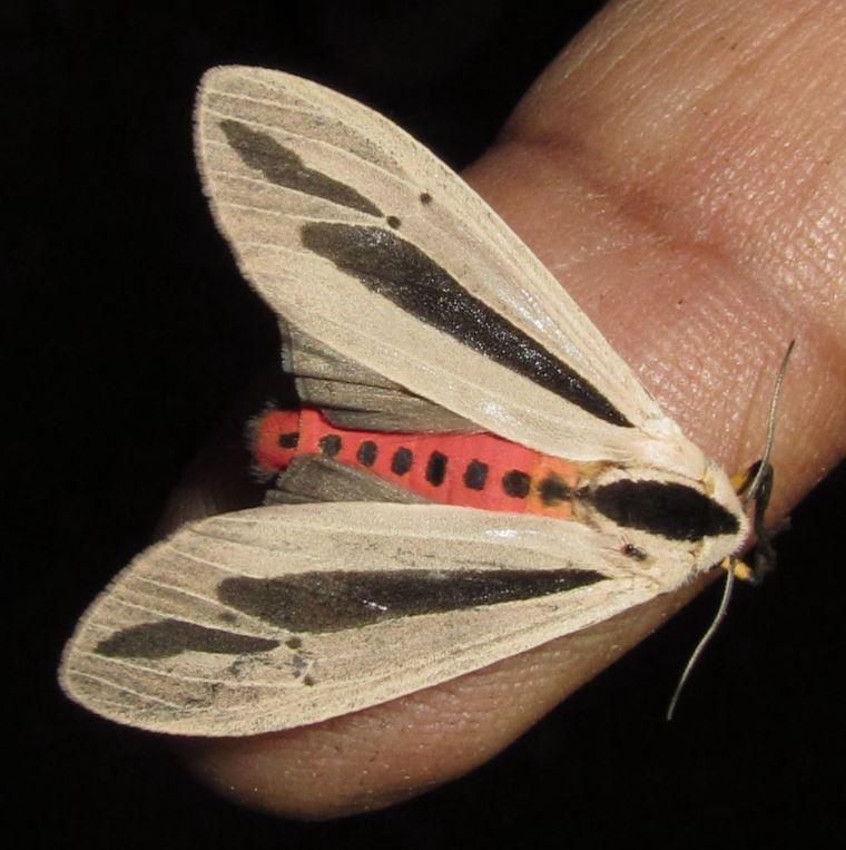  The Creatonotos gangis moth is found throughout South East Asia and Australia