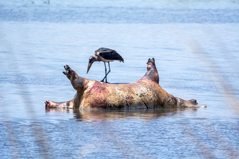 Mourning the hippos deaths, storks can be seen standing on the hippo corpses as they float in a riverbank in the Bwabwata National Park in the north-east of Nambia