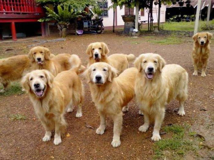  These labs look like they've been cloned in this adorable snap