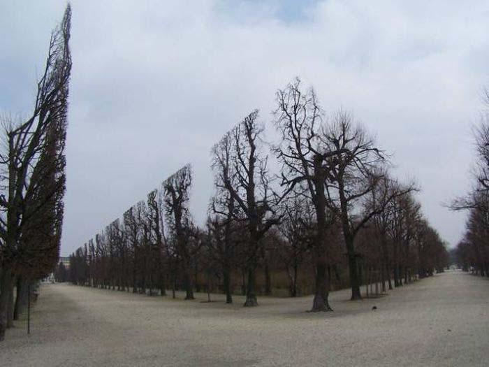  The tops of these trees make it look like they've been sliced right off - but it may just be nature being weird