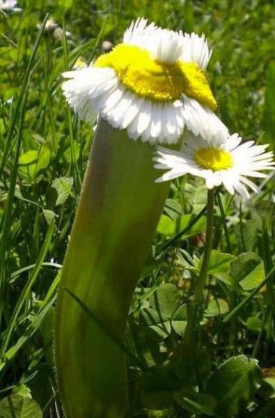  This dodgy daisy looks like it's been warped by a serious bug in the matrix