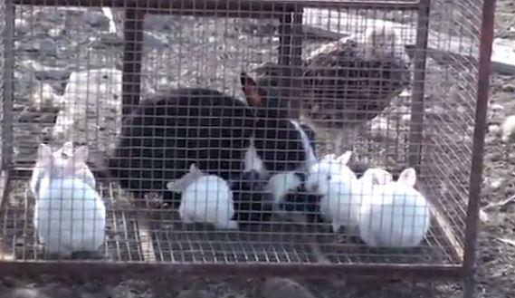  Some rabbits are seen inside a hutch