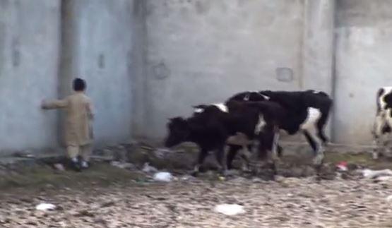  A boy throws stones at a wall next to a group of cows