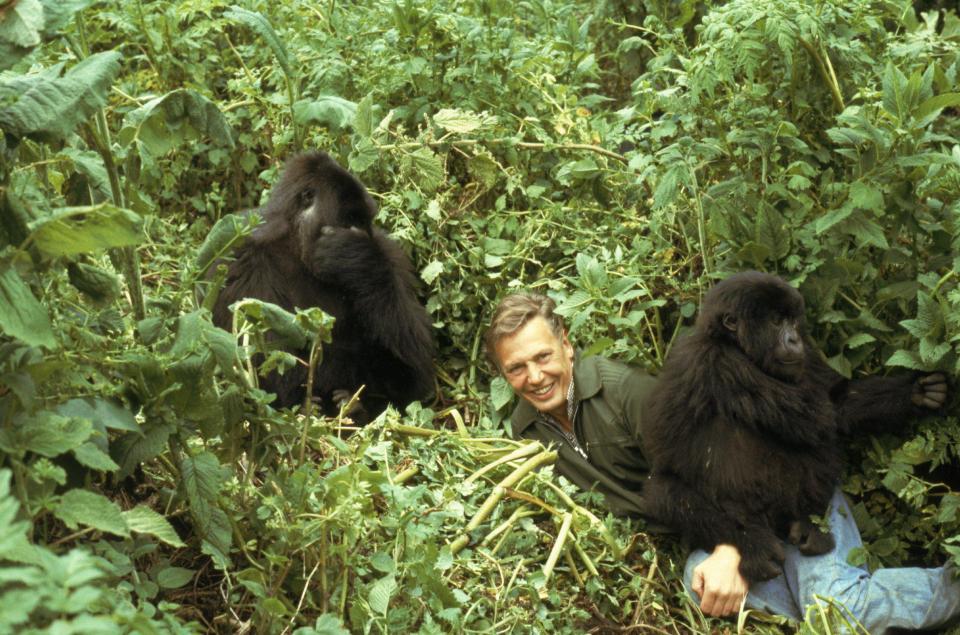  1979: Life On Earth...Famously getting friendly with the mountain gorillas of Rwanda in highly acclaimed series