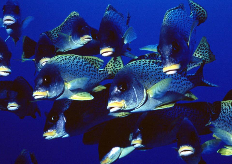  2001: The Blue Planet...Blackspotted Sweetlips from the Red Sea are among the awe-inspiring cast of this ocean epic