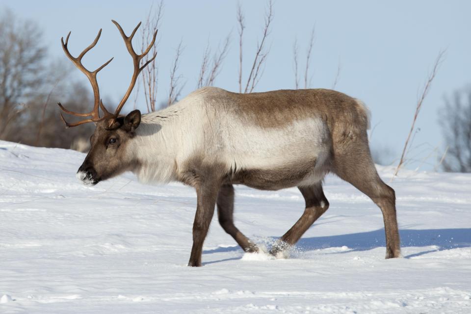  Sorry Rudolph, reindeer meat is a favourite to help warm us up. Raw fish rich in fatty acids does the trick, too.