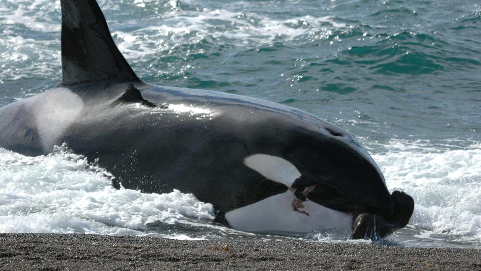  1990: The Trials Of Life...Killer whales attack seals on a beach in Argentina in a series that took three years to make