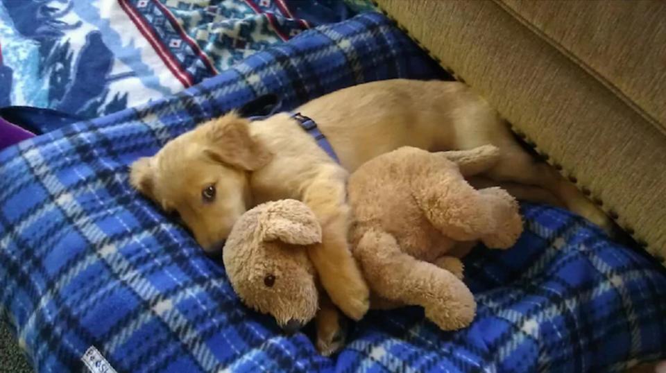  This pup looks happy to be snuggled up to a lookalike teddy bear