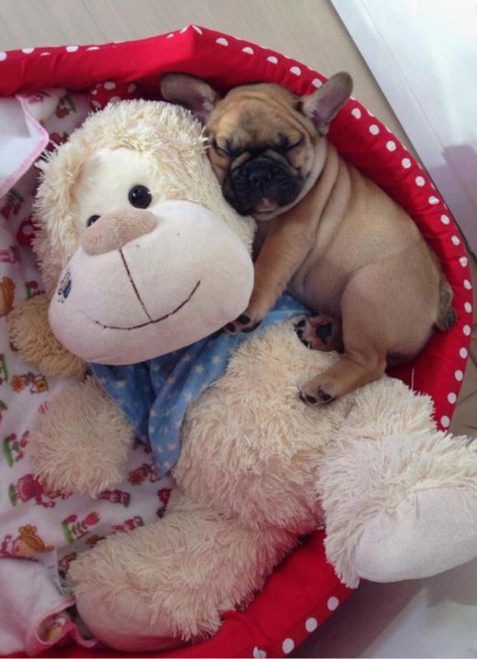  An adorable bulldog snuggles up to its favourite teddy bear