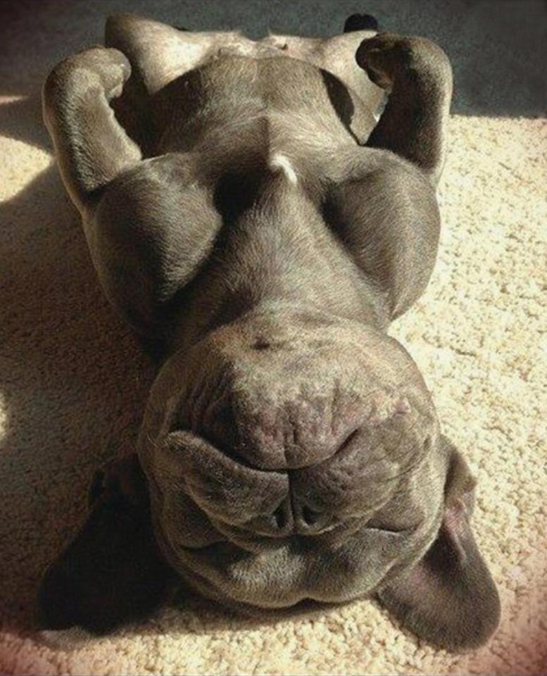  This French bulldog has the right idea - catching some rays while sleeping