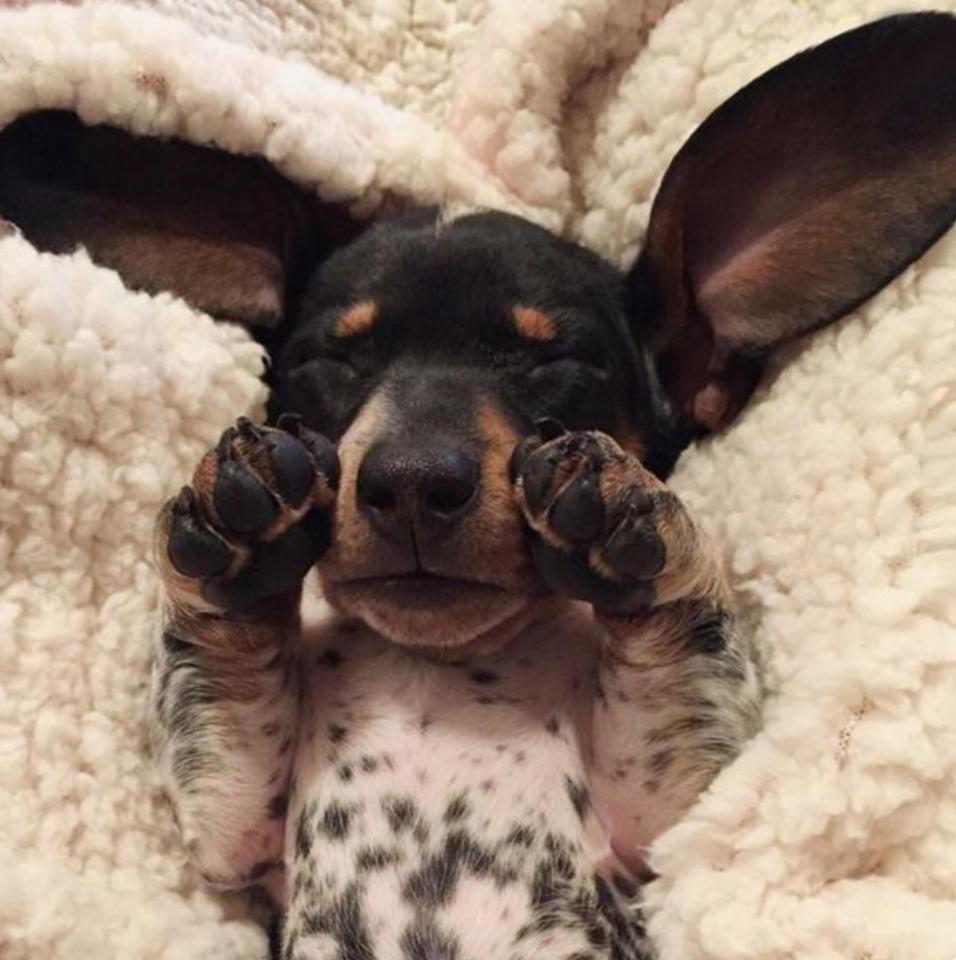  It looks like this little dachshund is having sweet dreams