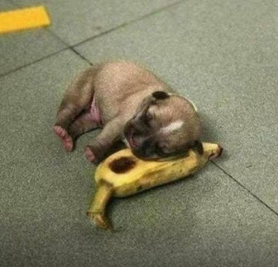  This sleepy little pup is using a banana as a pillow... although, we're not sure how comfortable it is