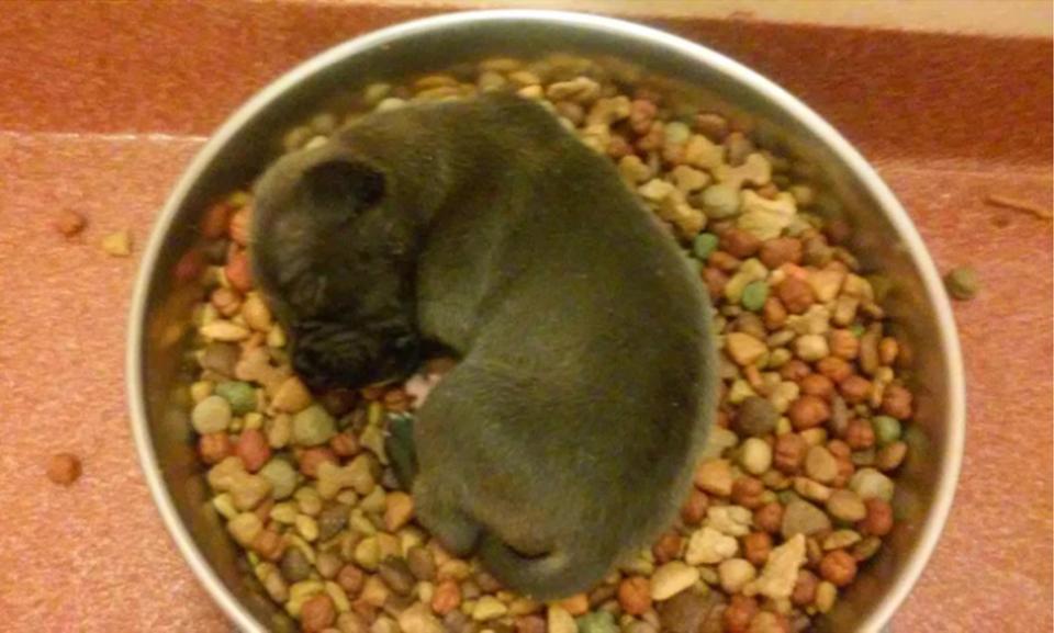  Why not get some shut eye in your food bowl?