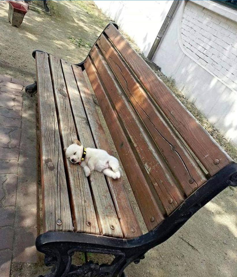  A bench makes a good enough substitute for a bed for this woofer