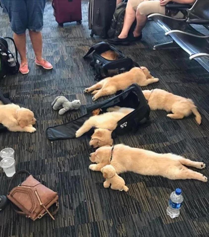  Travelling can be seriously tiring and these pups have no problem with catching some zzz's in the waiting room