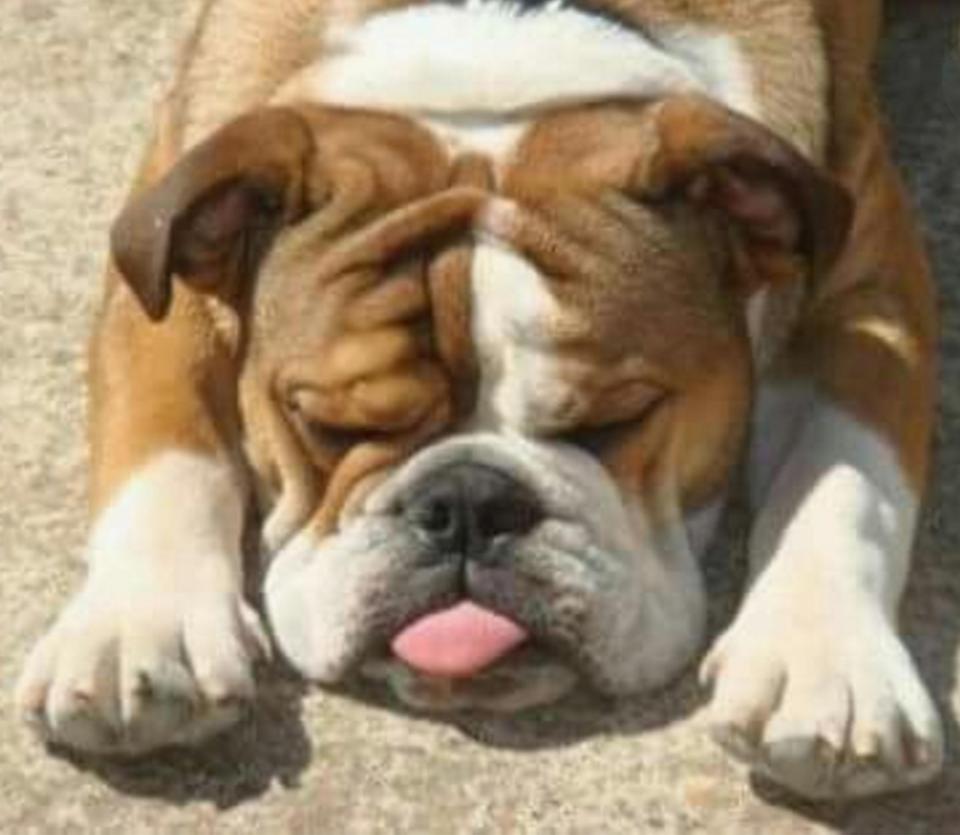  Hopefully this dog isn't too embarrassed to be caught sleeping with its tongue out