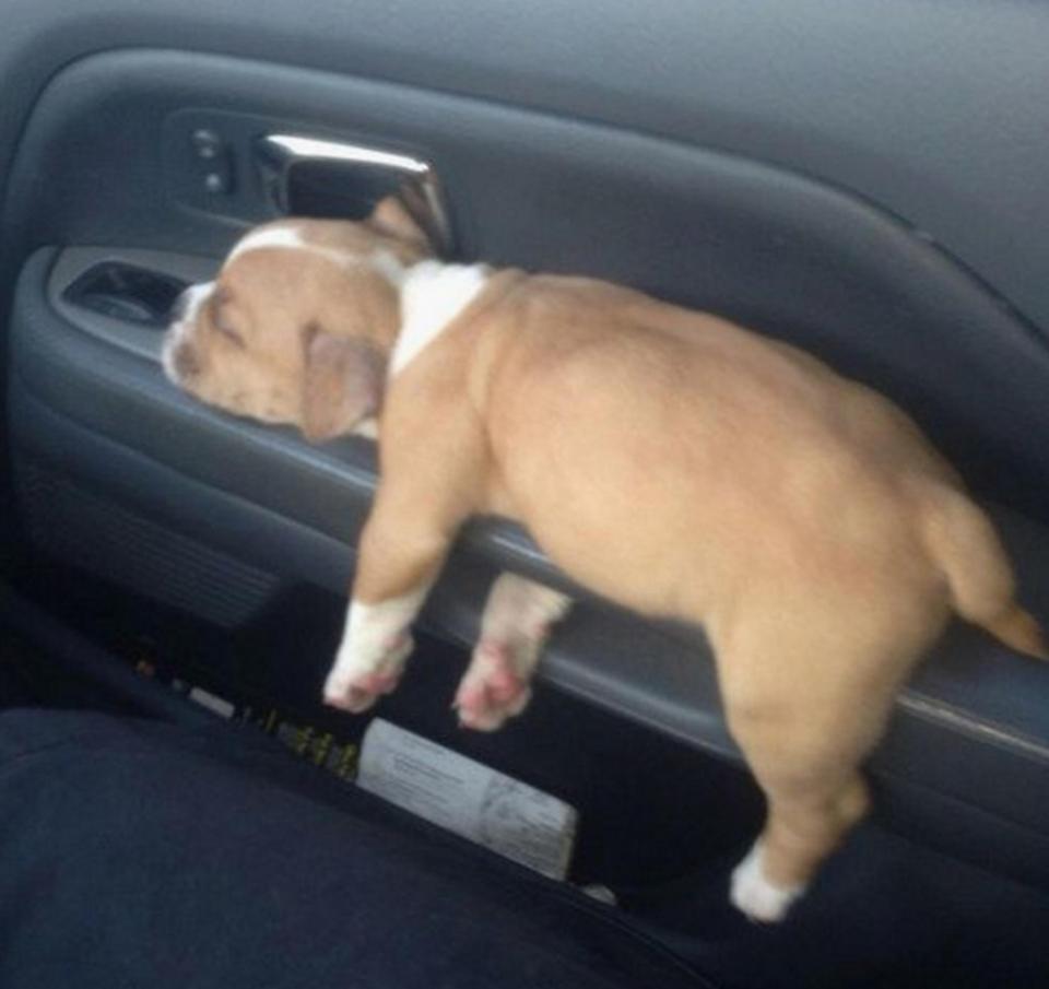  Too cute to handle? This bonkers puppy has chosen a bizarre place to rest