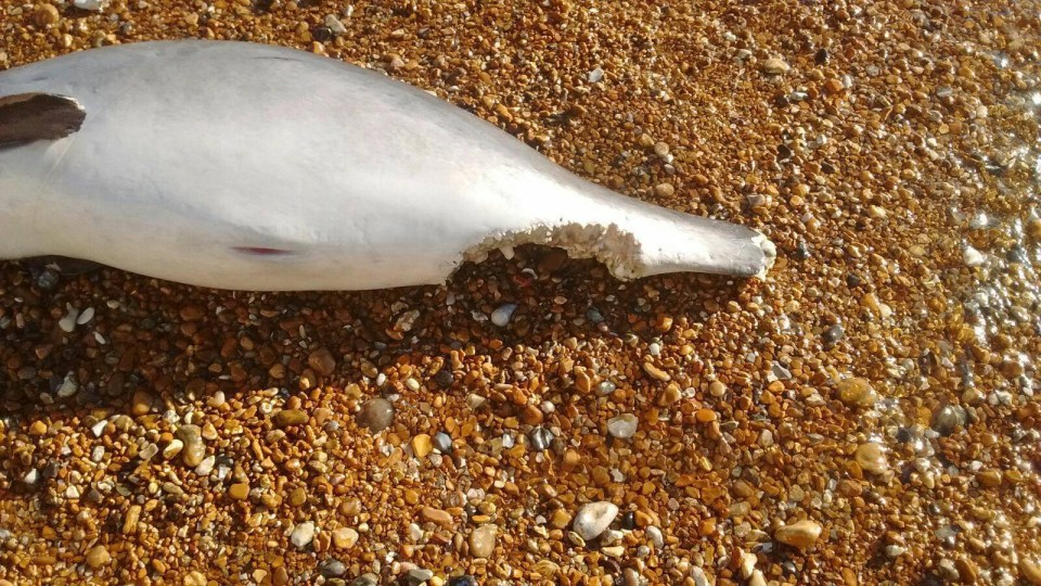 Alarming pictures show a porpoise with what appear to be a bite mark taken out of it