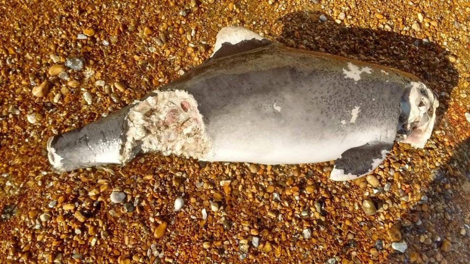  Experts have said the animal probably had a bite taken out of it after it had died